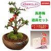 ߥߺϡĹ(ȭ)ƻ񥻥åȡ* ȭˤ ե gift   ץ쥼Ȥˤbonsai