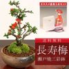 �ߥ��ߺϡ�Ĺ����(����ȭ)��ƻ�񥻥åȡ�* ȭ�����ˤ� ���ե� gift �������� ��� �ץ쥼��Ȥˤ�bonsai