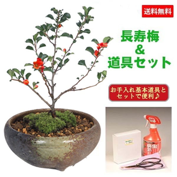 ミニ盆栽：長寿梅(瀬戸鉢)と道具セット * 鉢植え祝い ギフト gift 誕生