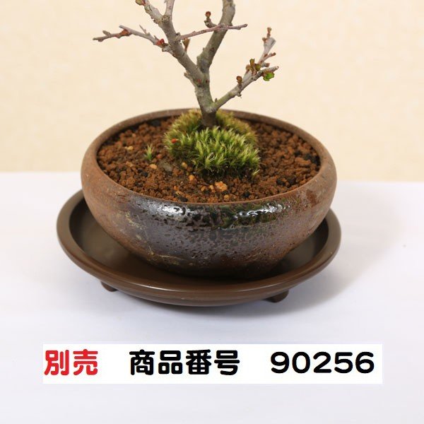 ミニ盆栽：長寿梅(瀬戸鉢)と道具セット * 鉢植え祝い ギフト gift 誕生