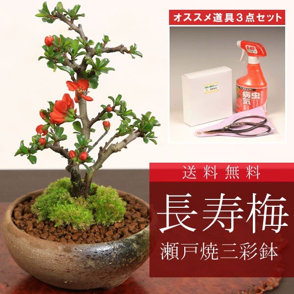 ミニ盆栽：長寿梅(瀬戸鉢)と道具セット * 鉢植え祝い ギフト gift 誕生