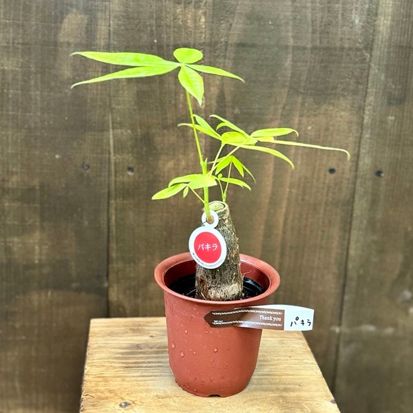 おしゃれ 観葉植物：パキラ*4号プラポット | 観葉植物,テーブルサイズ