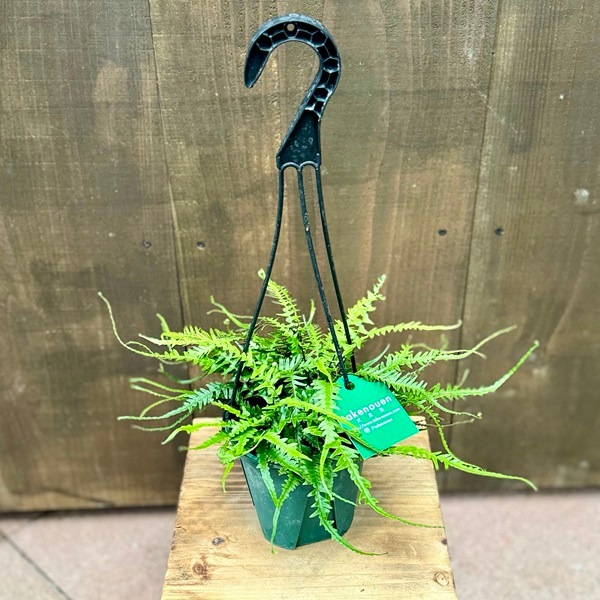 おしゃれ 観葉植物：アスプレニウム エベノイデス*4号吊り鉢 ドラゴン