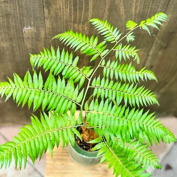 希少❗️ キンモウコウ　ゴールデンモンキー　シダ植物　タカワラビ　観葉植物 沖縄観葉植物/レア品種》タカワラビ/キンモウコウ/ゴールデンモンキー