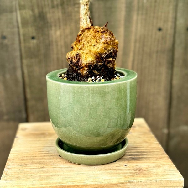 おしゃれ 観葉植物 キンモウコウ：ゴールデンモンキー タカワラビ