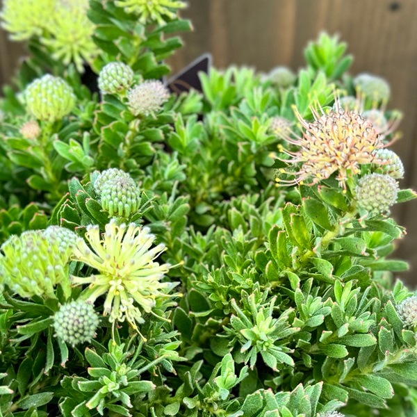おしゃれ 観葉植物 鉢花：リューコスペルマム ハルバルー*リュウコ