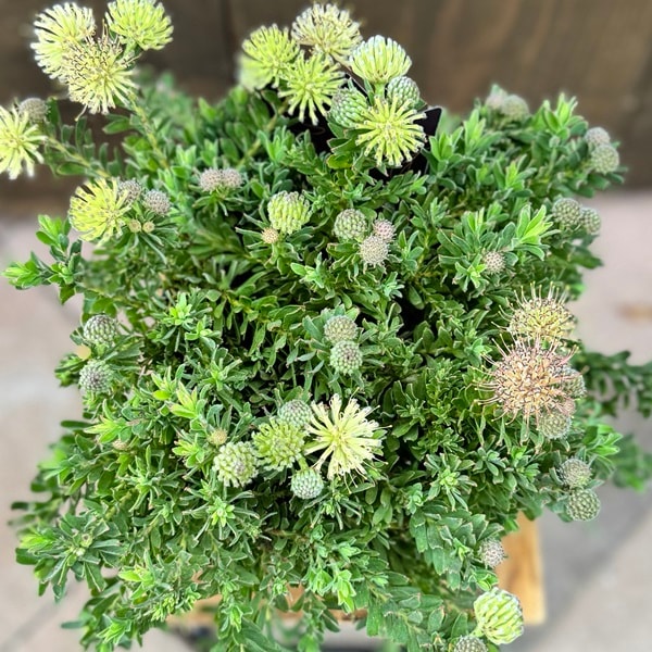 おしゃれ 観葉植物 鉢花：リューコスペルマム ハルバルー*リュウコ