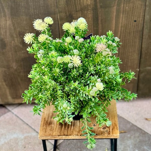 おしゃれ 観葉植物 鉢花：リューコスペルマム ハルバルー*リュウコ