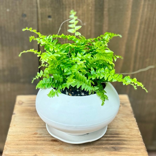 おしゃれ 観葉植物：ネフロレピス ツデー 鉢植え*受皿付 | 観葉植物