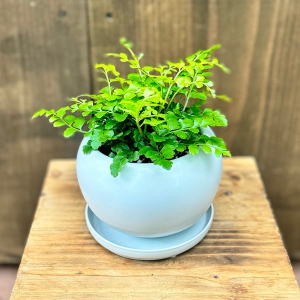 おしゃれ 観葉植物：アスプレニウム パーバティ*鉢植え 受皿付 鉢色