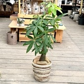 ������� ���տ�ʪ���ѥ��� �� ȭ���С�*������ �緿����������