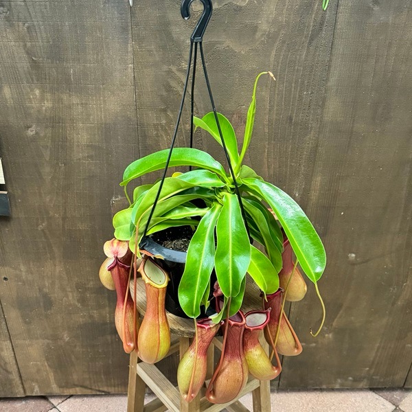 希少品種 観葉植物 食虫植物：ウツボカズラ ネペンテス