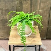 տʪ󥿥 *ȭ   Adiantum caudatum