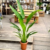 ���տ�ʪ�����ӥӥȥΥ�*8��ץ�ݥå�ι�ͤ��� �������Х��祦 �����饯���祦�� �쥮�� �緿�����������