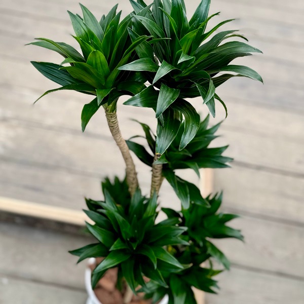おしゃれ 観葉植物：ドラセナ コンパクタ*鉢植え バークチップ飾り