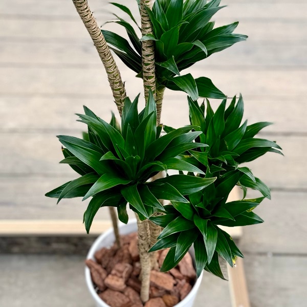 おしゃれ 観葉植物：ドラセナ コンパクタ*鉢植え バークチップ飾り