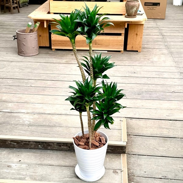 おしゃれ 観葉植物：ドラセナ コンパクタ*鉢植え バークチップ飾り