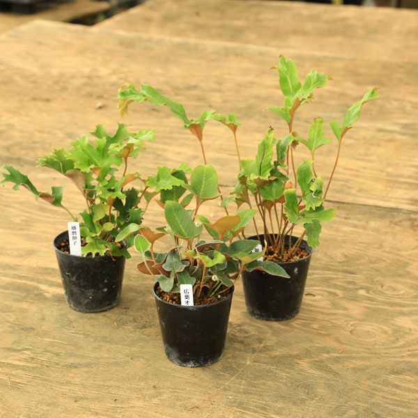 �ġ������� ���索����� * �ʼ浪���Ӥ������������浪�����