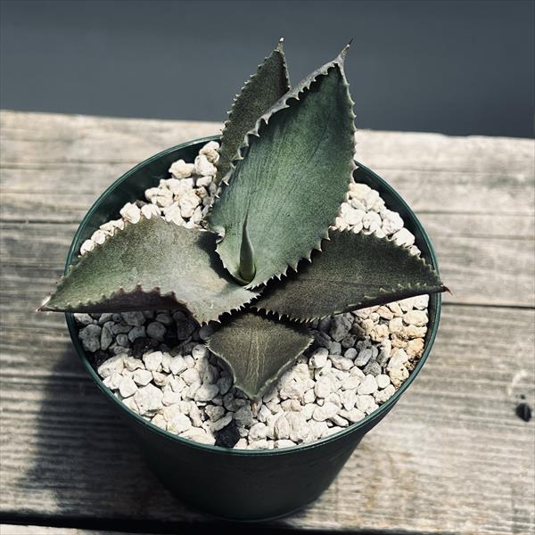 多肉植物：アガベ マルモラータ モンスト*幅7cm | サボテン＆多肉