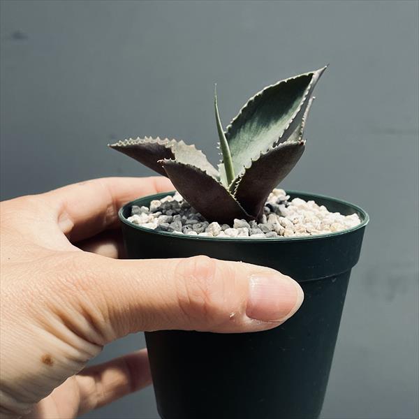 多肉植物：アガベ マルモラータ モンスト*幅7cm | サボテン＆多肉