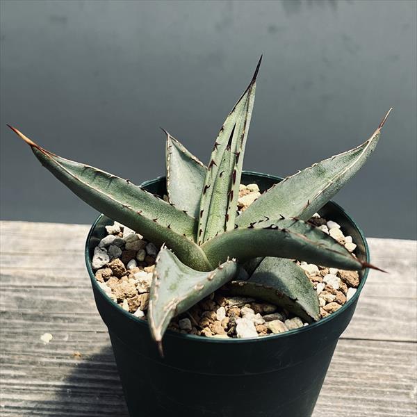 多肉植物：アガベ ニグラ シャークスキン*幅10cm | サボテン＆多肉