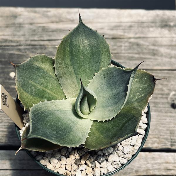 多肉植物：アガベ 雷神錦 広葉 季節冴え覆輪*幅7cm | サボテン＆多肉