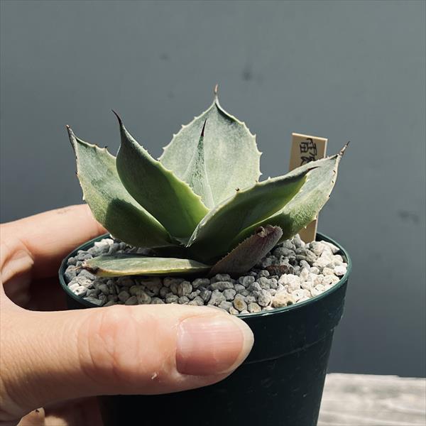 アガベ　山宅雷神錦　群生 アガベ 山宅雷神錦 群生 アガベ 風雷神錦 №2 | mana's farm:塊根