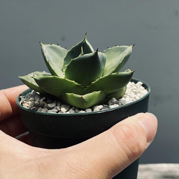 多肉植物：アガベ ブルーグロー極姫 ピクシー*幅7cm | サボテン