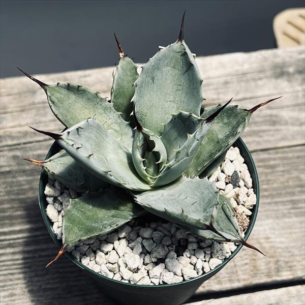 植物名　アガベ　八荒雷神　観葉植物 アガベ・八荒雷神 | trigger
