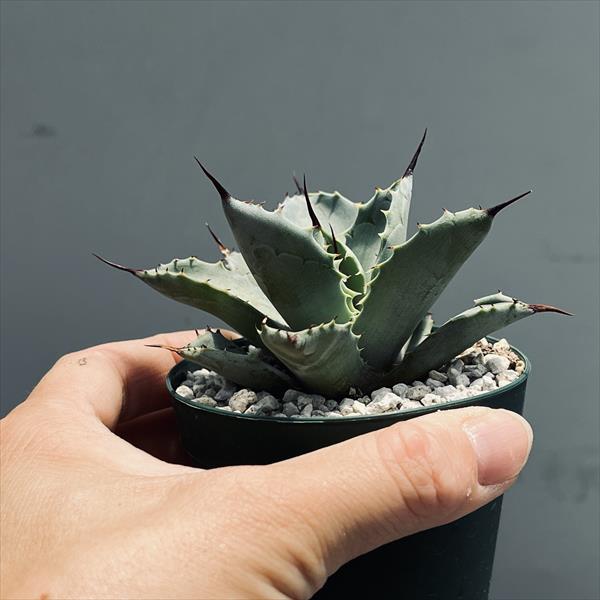 多肉植物：アガベ 八荒雷神 広葉 幅広達磨*幅7cm | サボテン
