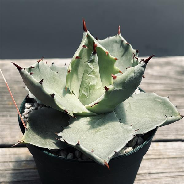 多肉植物：アガベ 甲蟹 広葉*幅9cm | サボテン＆多肉植物,多肉植物