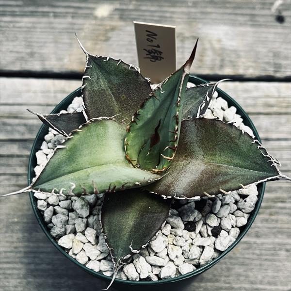 し*ん様 多肉植物・アガベ・チタノタ・【特選】オルカ天芽・稿斑
