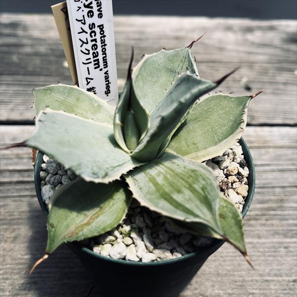 多肉植物：アガベ アイスクリーム 絣斑*幅9cm 現品！一品限り