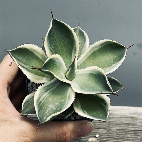 多肉植物：アガベ ベビーティース錦*幅10cm 現品！一品限り ※葉が