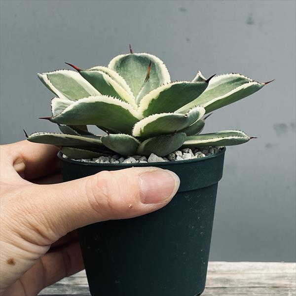 多肉植物 アガベ メディデンシス錦 カキコ （多肉植物：アガベ