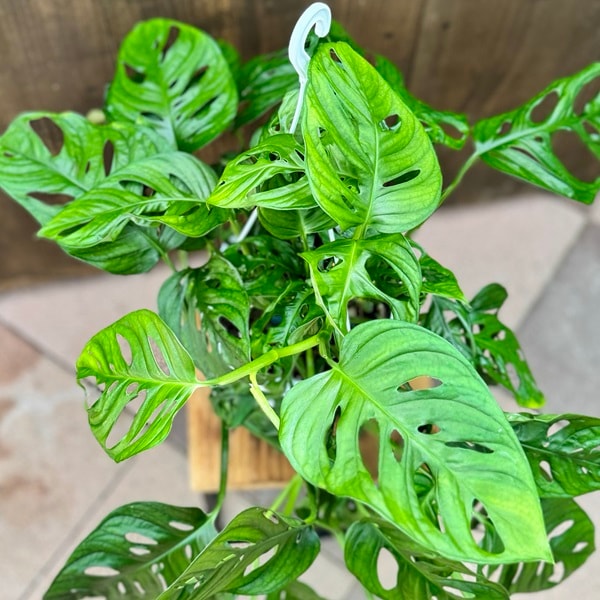 マドカズラ 6寸ロング鉢ごと 観葉植物 【公式通販】