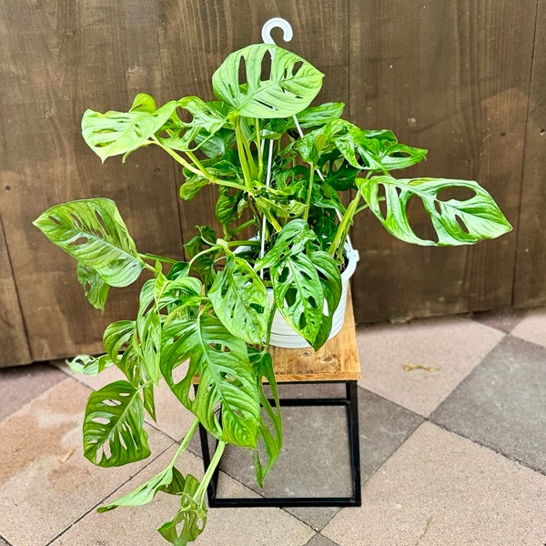 おしゃれ 観葉植物：マドカズラ*6号吊り鉢 窓葛 | 観葉植物,吊り鉢