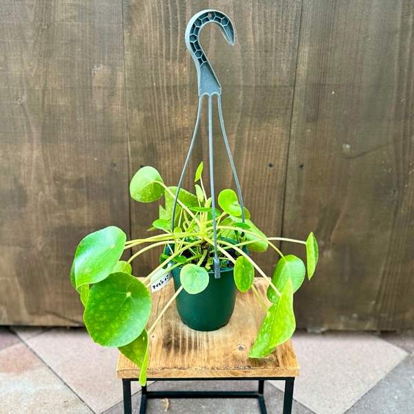 おしゃれ 観葉植物：ピレア ペペロミオイデス*4号吊り鉢 Pilea パン 