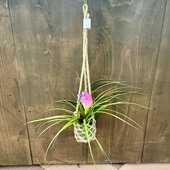 ���տ�ʪ������󥸥� �����ͥ� ���饹�ߤ�ȭ*�����ץ��� �������ץ��� Tillandsia cyanea
