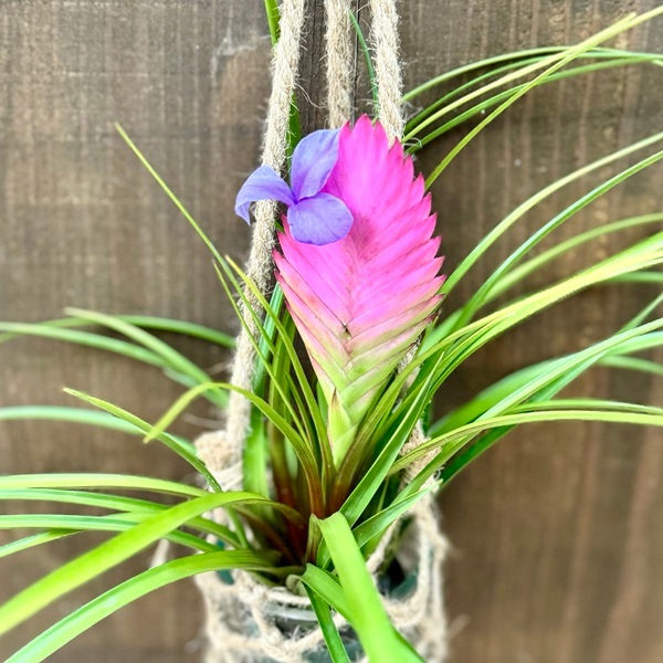 Tillandsia brachyphylla / チランジア ブラキフィラ ティランジア・ブラキフィラの育て方・栽培方法 | LOVEGREEN