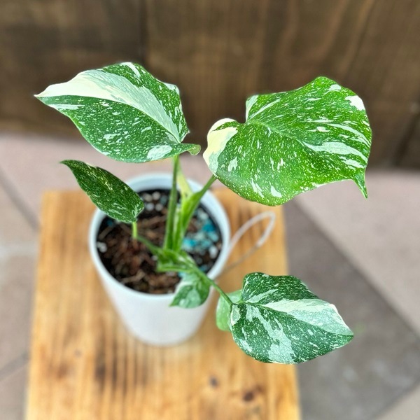 おしゃれ 観葉植物：斑入りモンステラ*4号 プラポット | 観葉植物