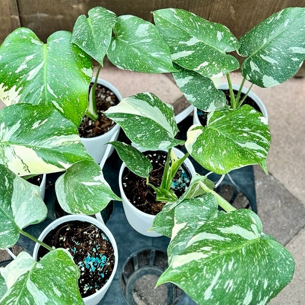 おしゃれ 観葉植物：斑入りモンステラ*4号 プラポット | 観葉植物