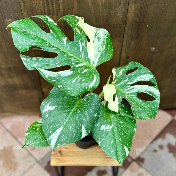 おしゃれ 観葉植物：斑入りモンステラ*5号 プラポット | 観葉植物