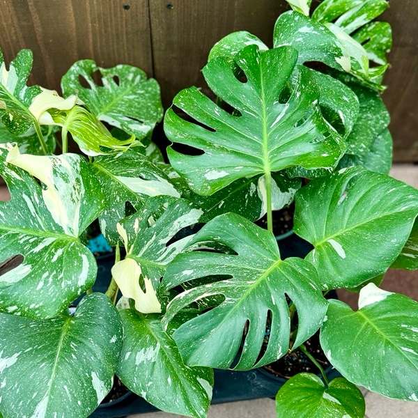 おしゃれ 観葉植物：斑入りモンステラ*5号 プラポット | 観葉植物