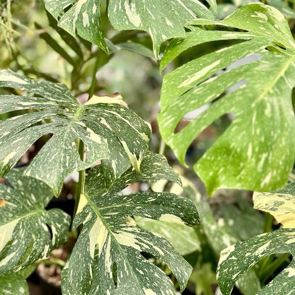 モンステラ 斑入り 観葉植物 おしゃれ 観葉植物：斑入りモンステラ*5号 プラポット | 観葉植物