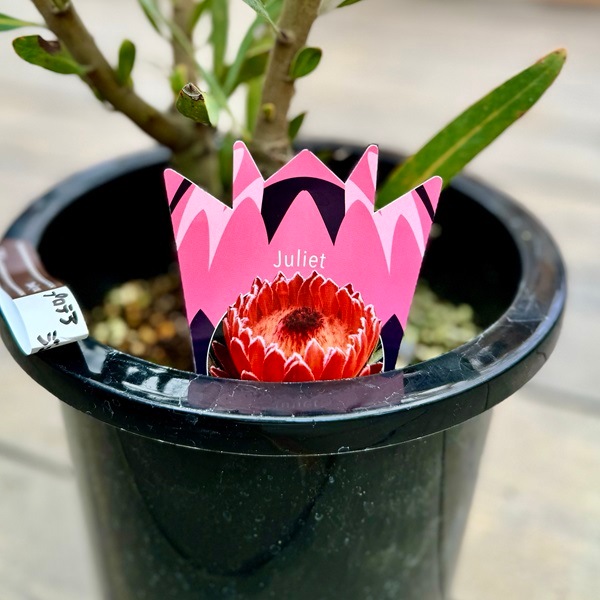 おしゃれ 観葉植物 花苗：プロテア ジュリエット*8号【剪定済み株