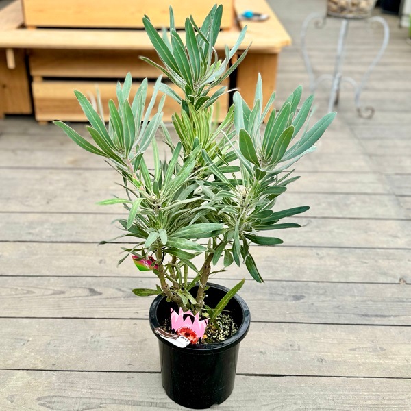 おしゃれ 観葉植物 花苗：プロテア ジュリエット*8号【剪定済み株