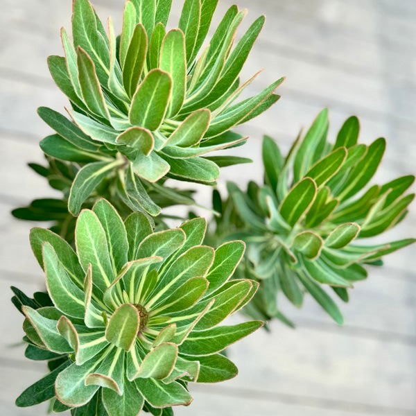 おしゃれ 観葉植物 花苗：プロテア スペシャルピンクアイス*8号 (剪定
