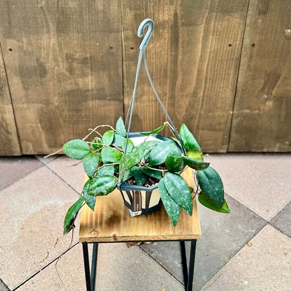 おしゃれ 観葉植物：ホヤ カウダータ スマトラ*5号吊り鉢 | 観葉植物