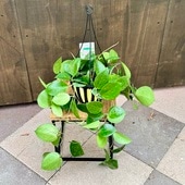 ������졡���տ�ʪ���ۥ� �ѥ饷�ƥ��� �ϡ��ȥ꡼�֥� ���ץ�å���*5���ߤ�ȭ